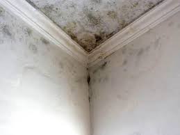 Professional Mold Removal in Dunellen, NJ